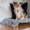 Pets 45 Dog Hotel