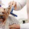 Pets 37 Grooming