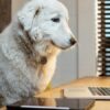 Pets 73 Online