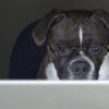 Pets 86 Online