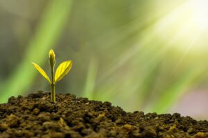 nature design investment 5241253